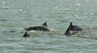 APPA registra 400 golfinhos os arredores dos portos do Paraná. Foto: Ivan Bueno/Arquivo APPA