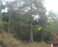 PR-170 Pinhão poda de árvores